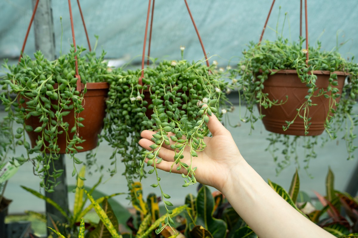 Senecio Rowleyanus