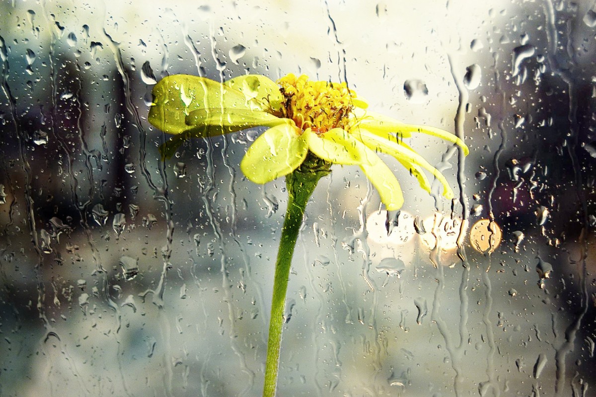 météo pluie