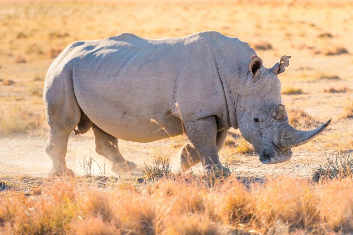 rhinocéros blanc