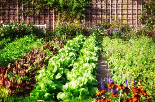 potager en aout