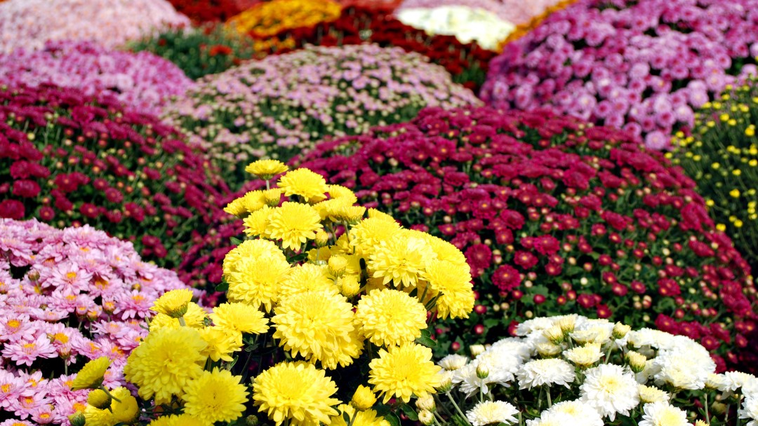 chrysanthème fleurs