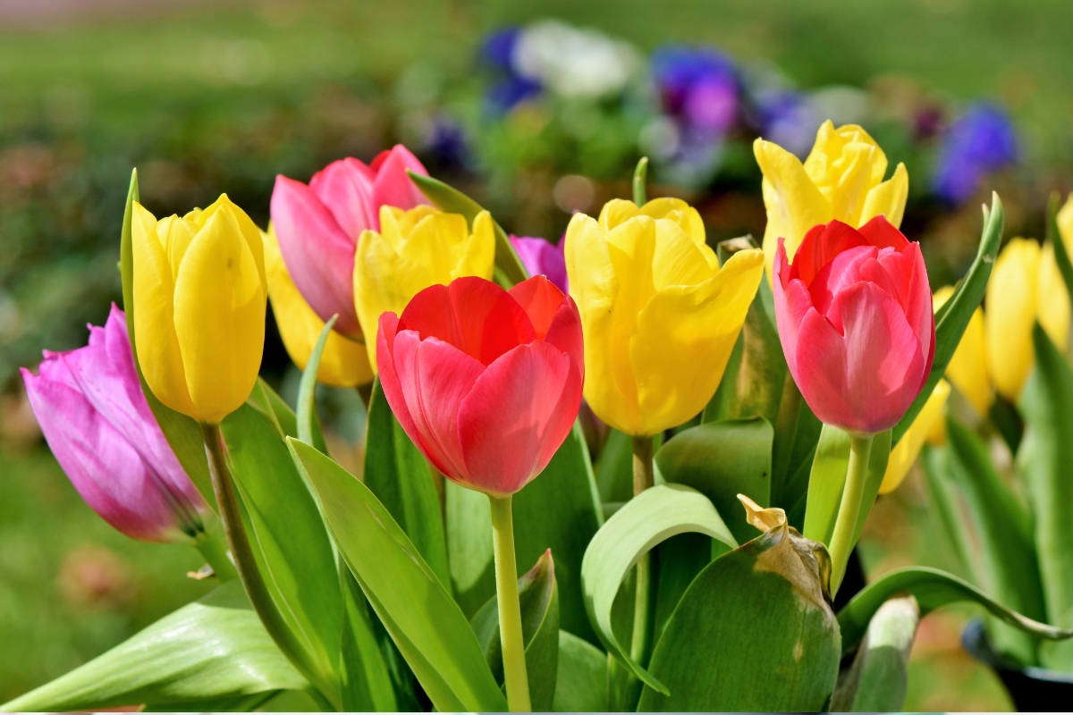 Des tiges de tulipes colorées dans un jardin